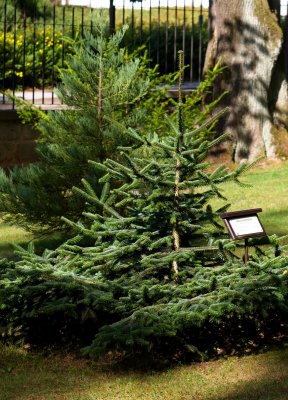 Abies numidica - jedle numidská - celek